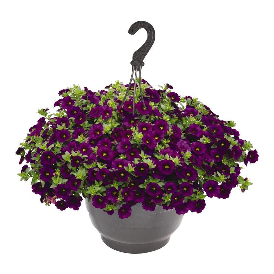 Hanging Basket Calibrachoa 'aloha Midnight Blue, Minifam Uno Dble 