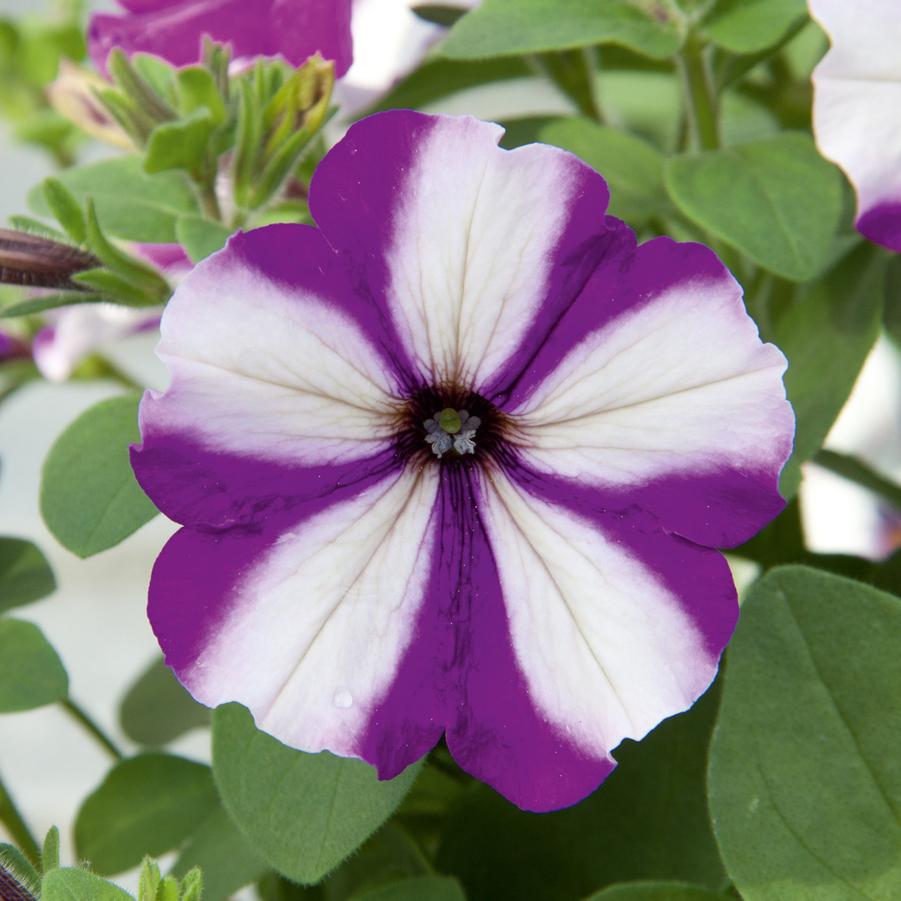 Combo Mix Blueberry Swirl Petunia, 'Lavender Lobularia, Purple Trailing ...