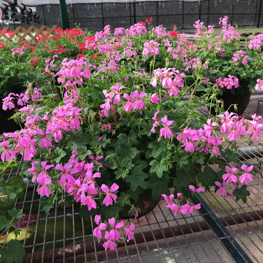 Hanging Basket Minicascade Geranium 'Lavender' from Wallish Greenhouses