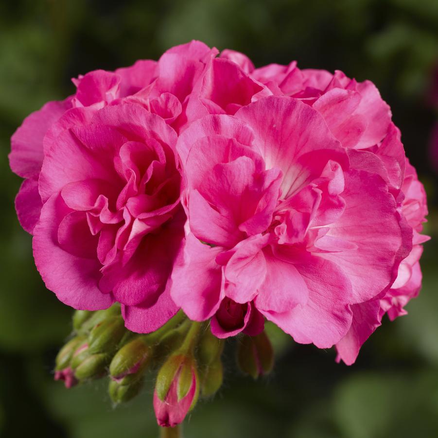 Hanging Basket with Trailers Geranium Calliope 'Large Pink and
