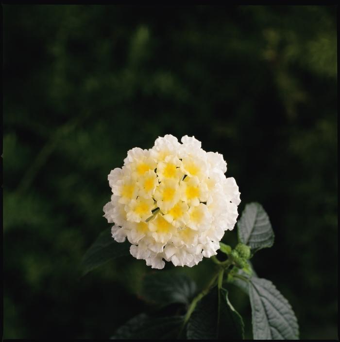 Lantana Landmark™ White