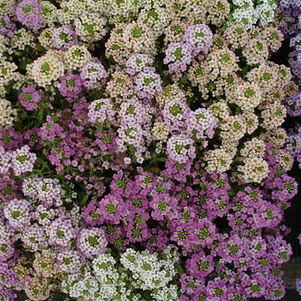 Alyssum Sweetie Mix
