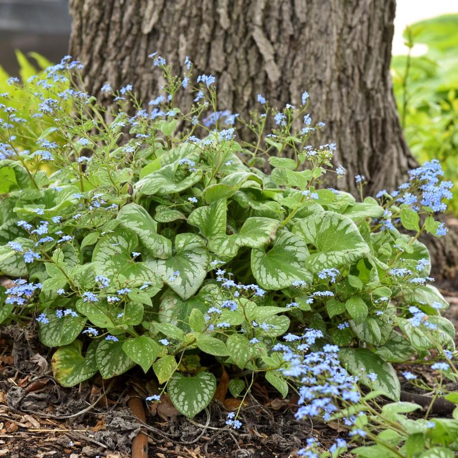 Brunnera macrophylla Emerald Mist