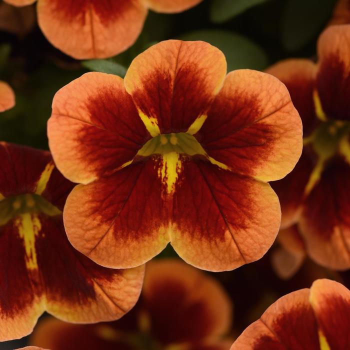 Calibrachoa Bumble Bee Orange
