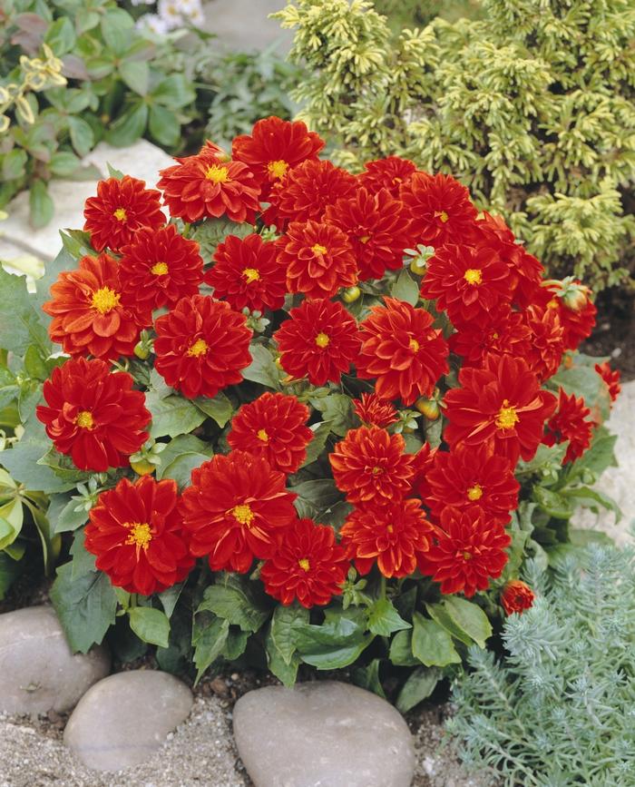 Dahlia Dahlietta® Anna