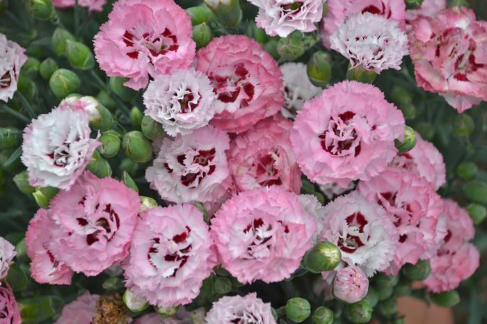 Dianthus Pretty Poppers® Appleblossom Burst