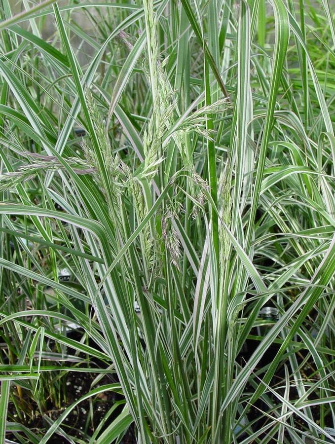 GR Calamagrostis acutiflora Overdam