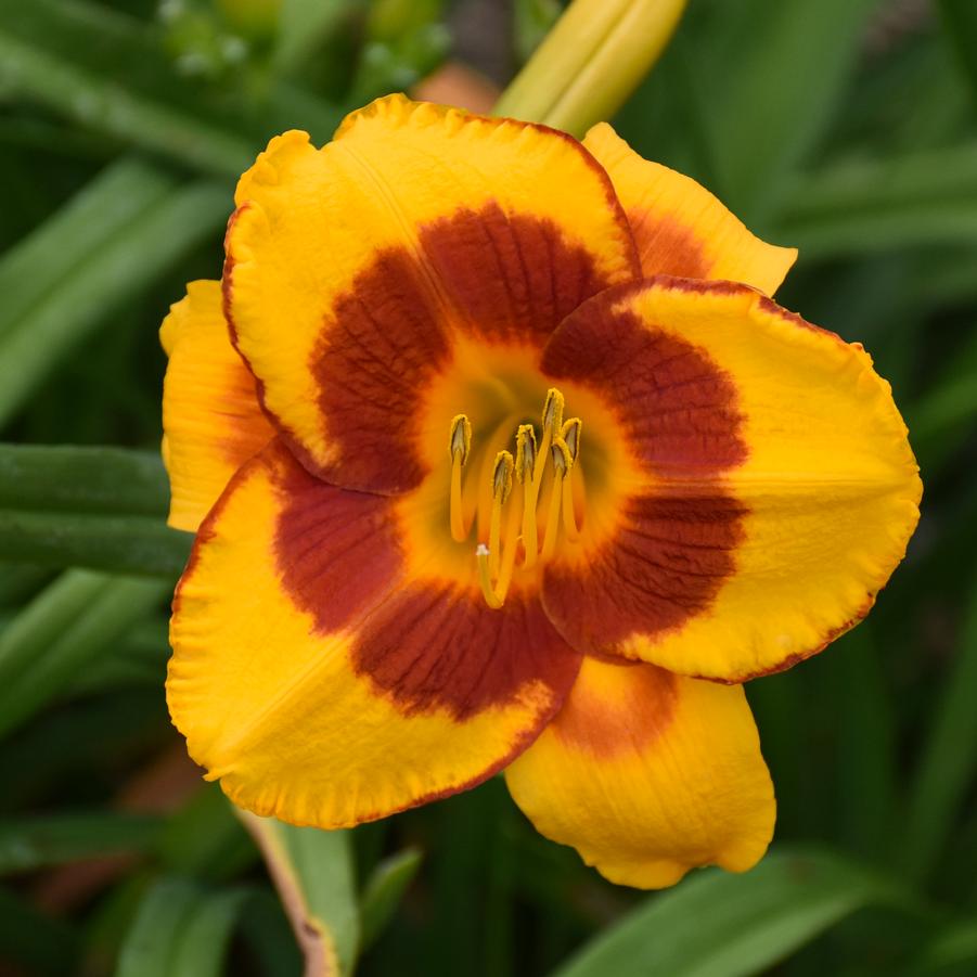 Hemerocallis Fooled Me