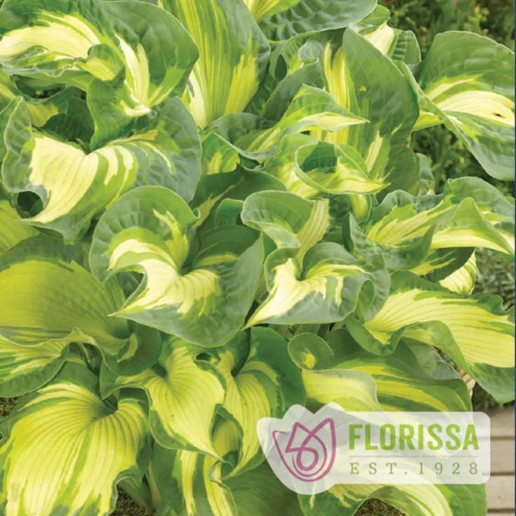 Hosta Golden Meadows