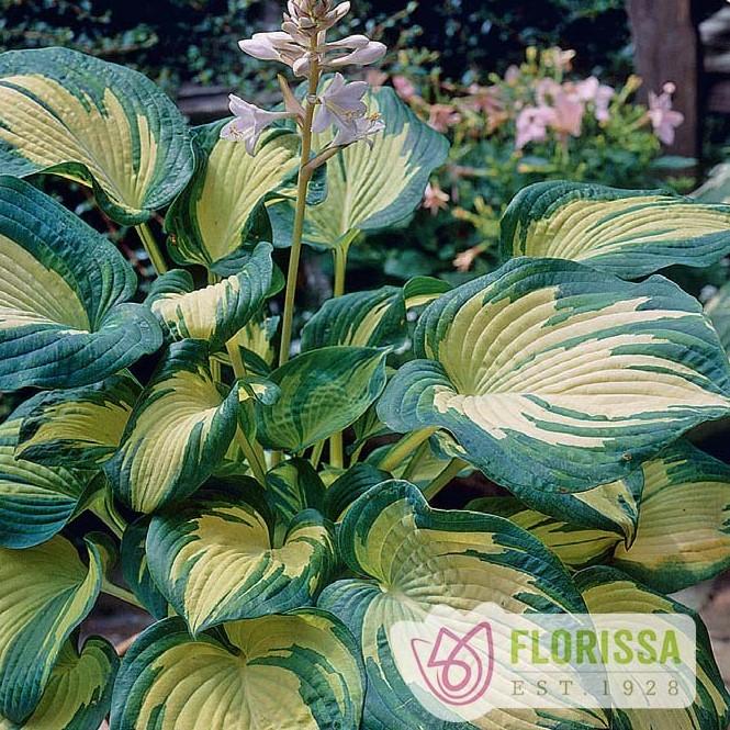 Hosta Great Expectations