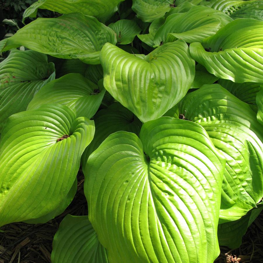 Hosta Sum and Substance