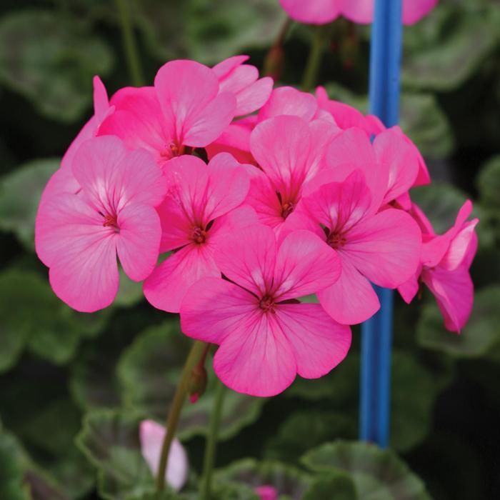 Geranium (Seed) Neon Rose