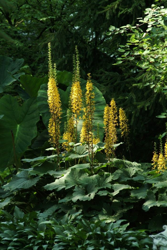 Ligularia stenocephala The Rocket