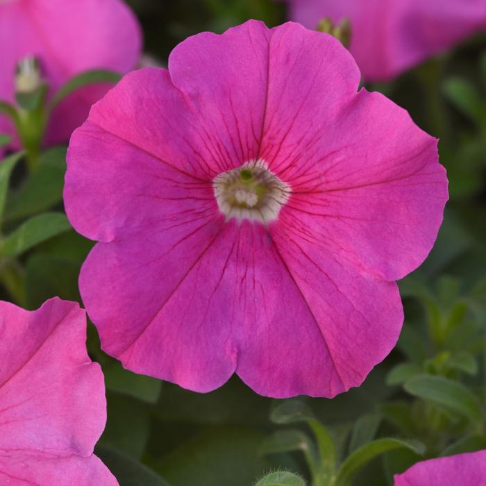 Petunia Madness™ Pink