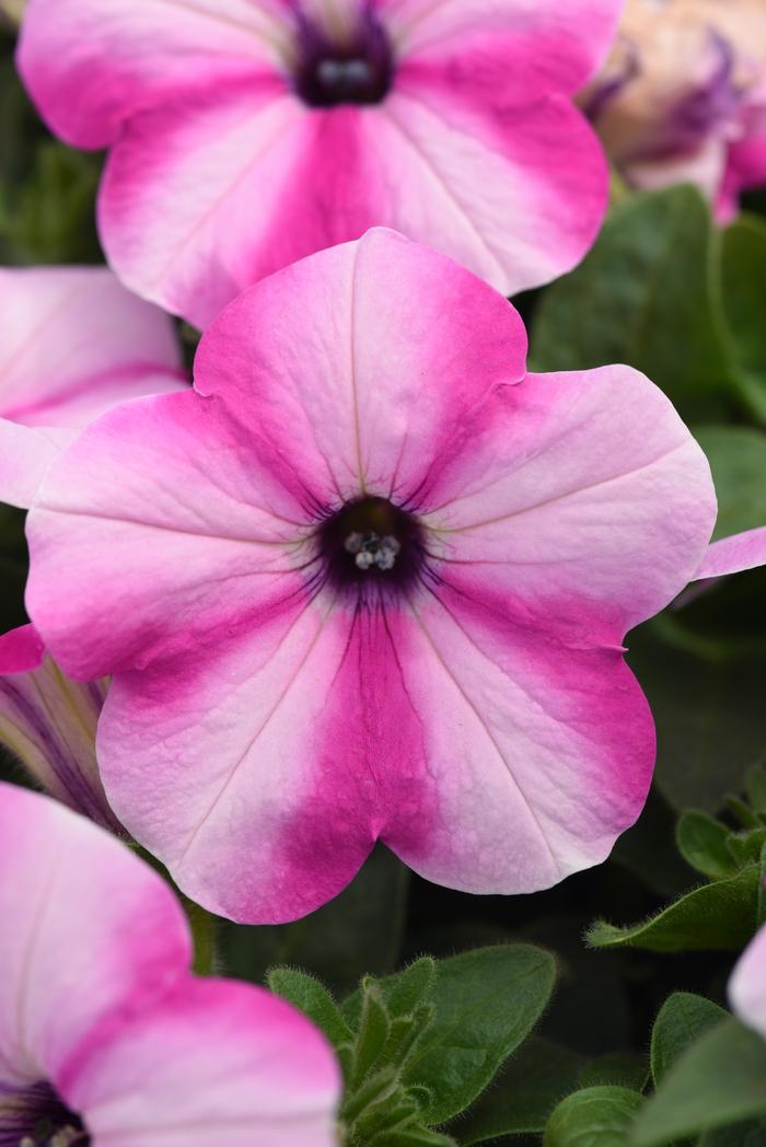 Petunia Headliner™ Raspberry Star