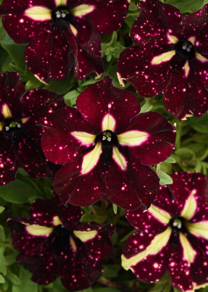 Petunia Headliner™ Starry Sky Burgundy