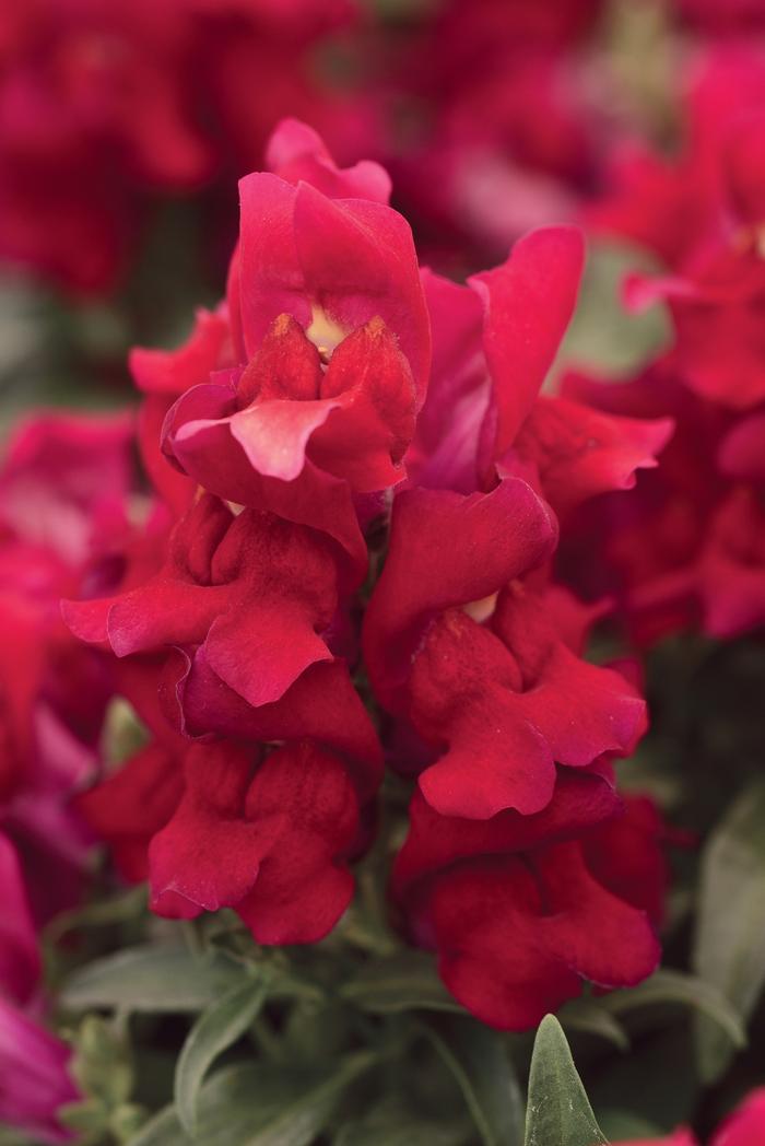 Snapdragon Snapshot Red