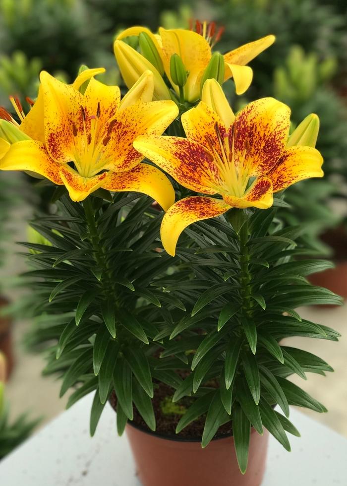 Lilium asiaticum 'Tiny Nugget' Asiatic Lily from Wallish Greenhouses