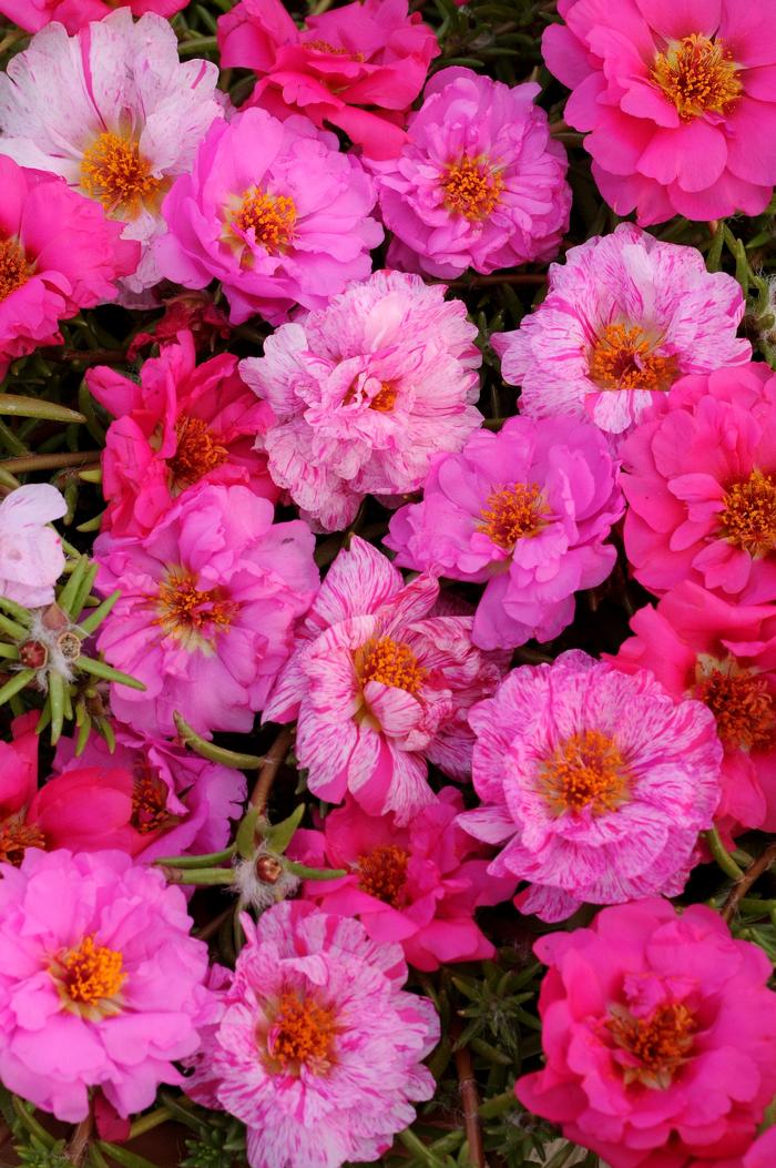 Portulaca Happy Hour™ Pink Passion Mixture