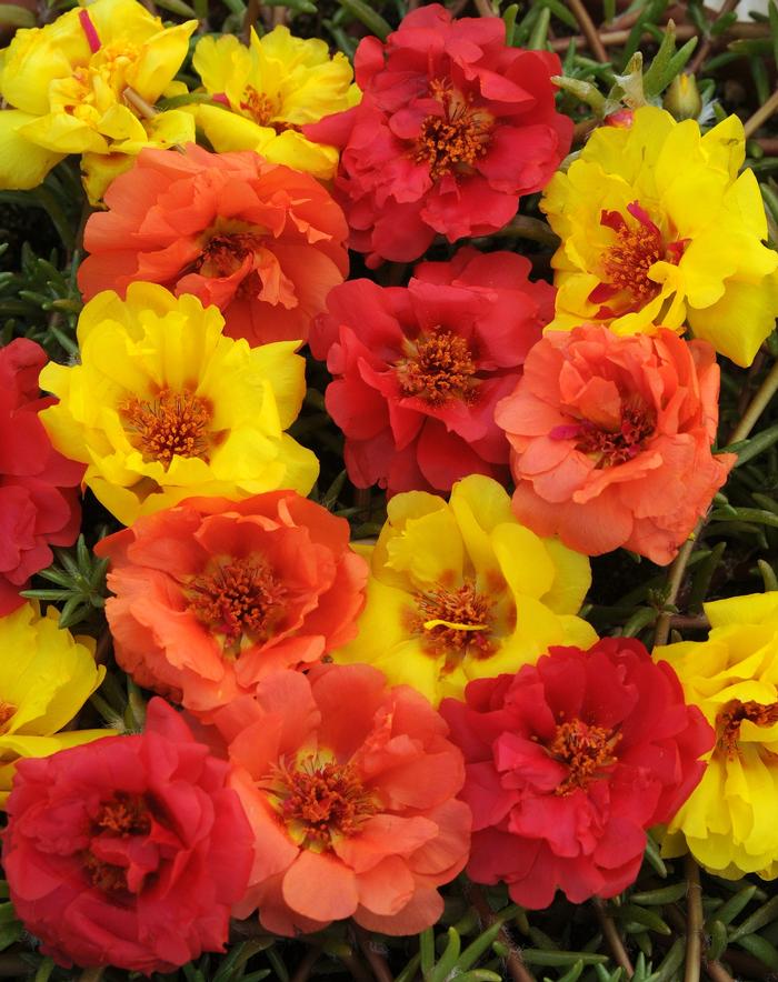 Portulaca Happy Hour™ Tropical Mix