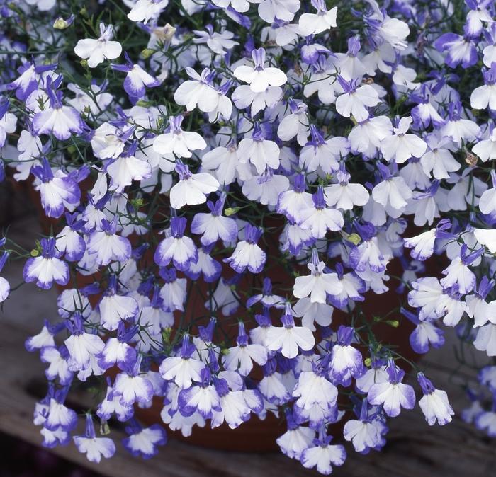Lobelia Regatta Blue Splash