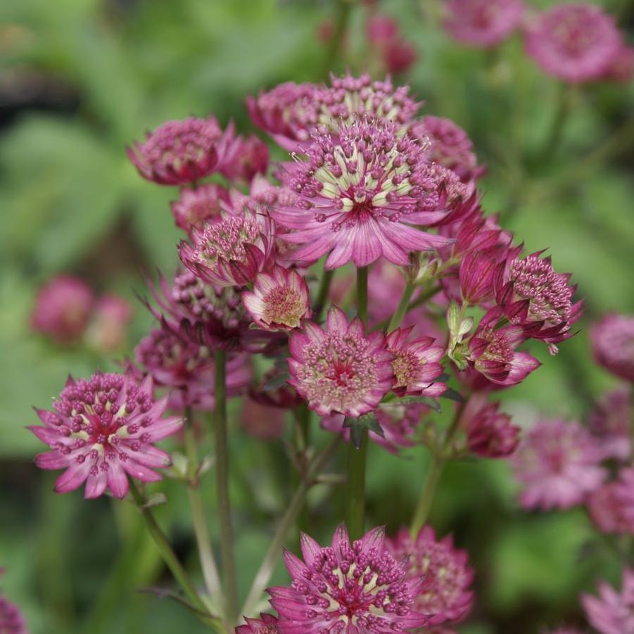 Astrantia major Star of Beauty