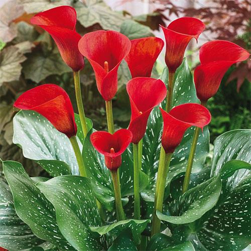 Calla Lily Red Alert