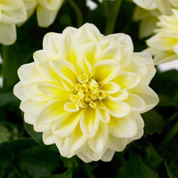 Dahlia Dahlietta® Shirley