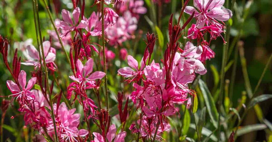 Gaura Belleza Dark Pink