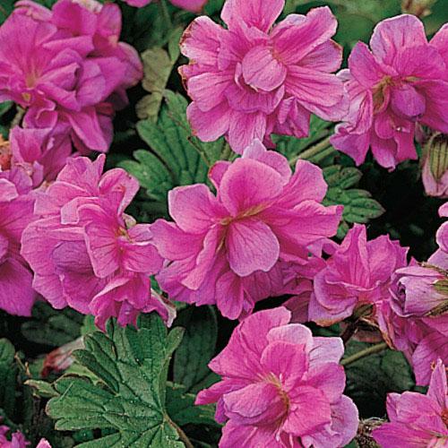 Geranium (per) himalayense Birch's Double