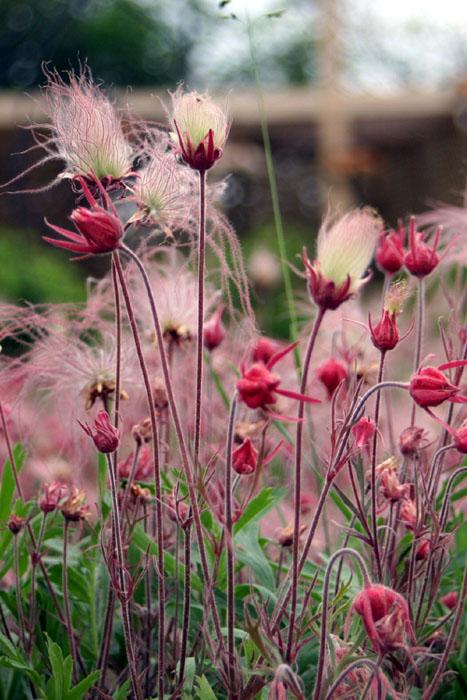 Geum triflorum 