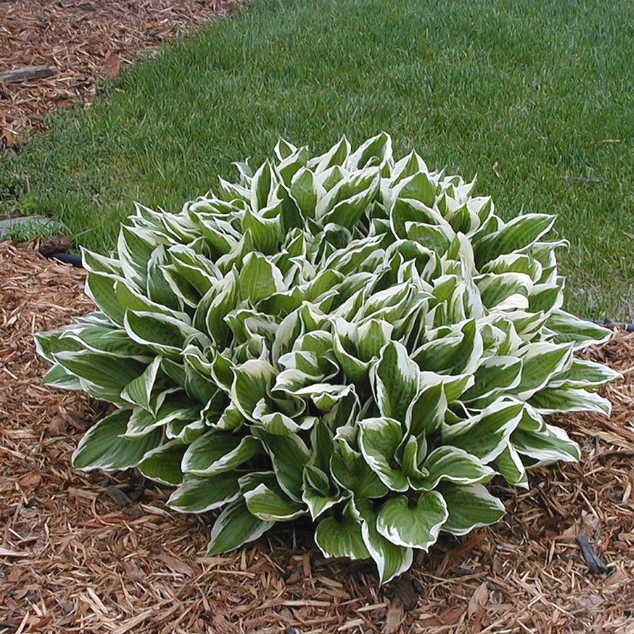 Hosta undulata Albomarginata