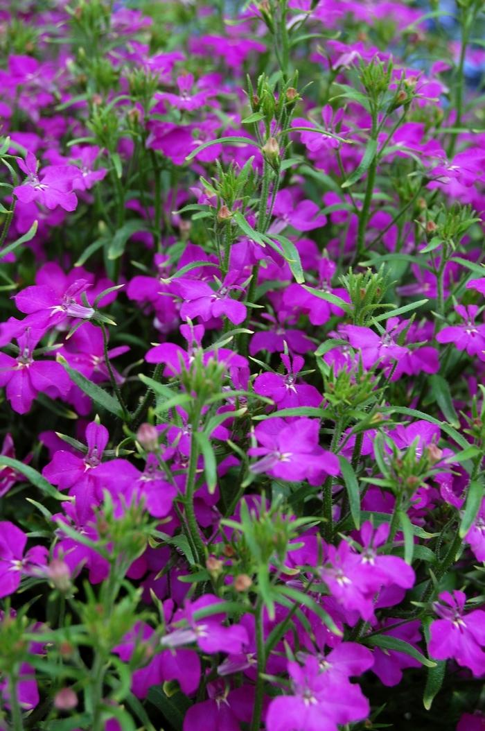 Lobelia Techno® Violet