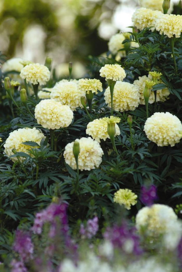 Marigold Vanilla
