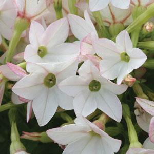 Nicotiana Starmaker Appleblossom