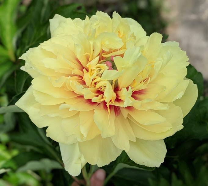 Paeonia Garden Treasure