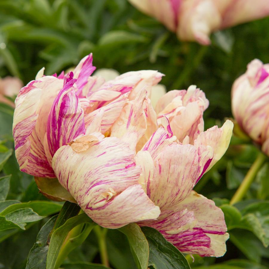 Paeonia Lollipop