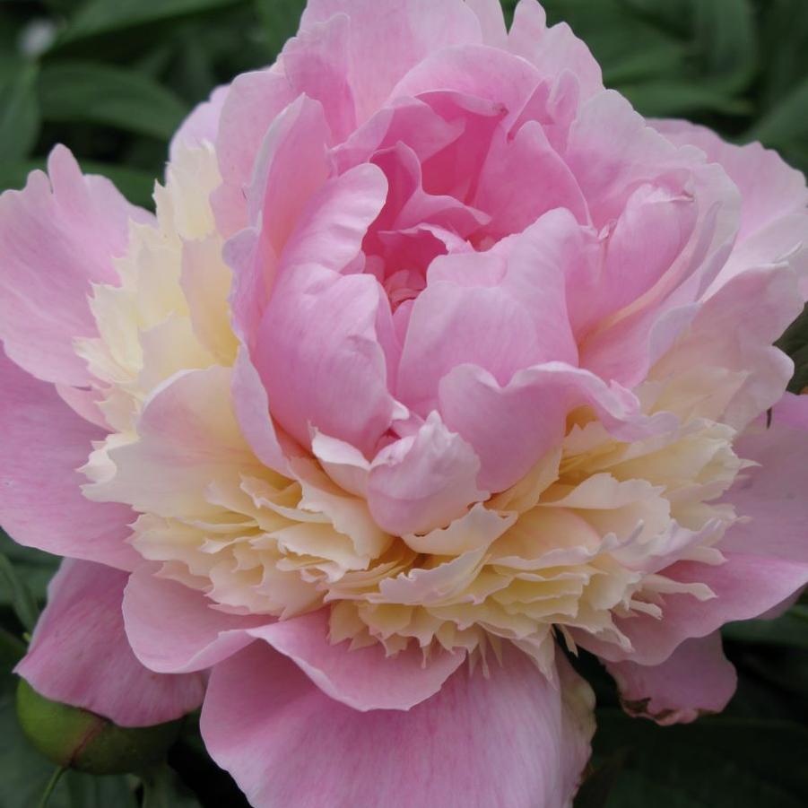 Paeonia lactiflora Sorbet