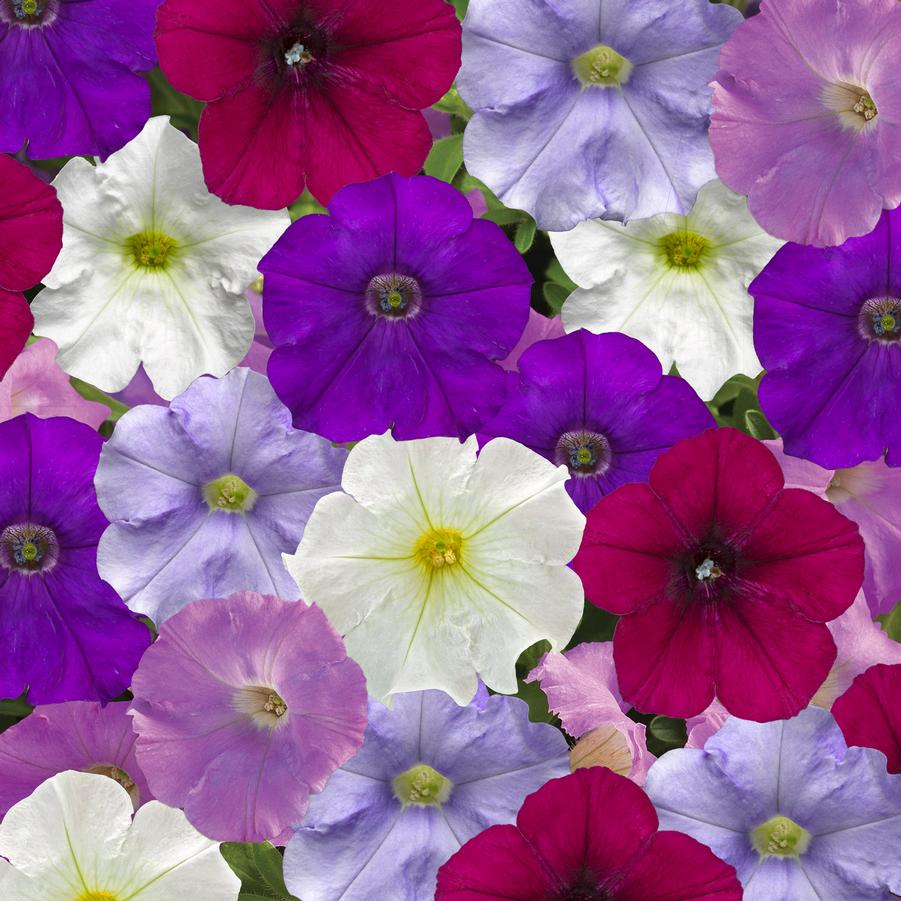 Petunia milliflora FlashForward Cool Waters Mix