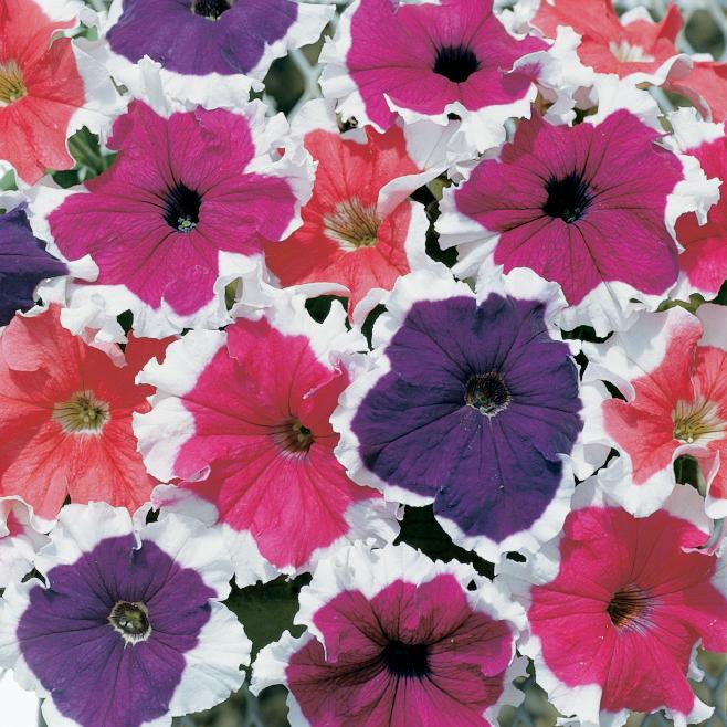 Petunia Frost™ Mix