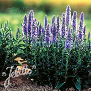 Veronica spicata f. nana Blue Carpet