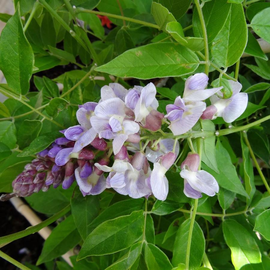 Wisteria Blue Moon
