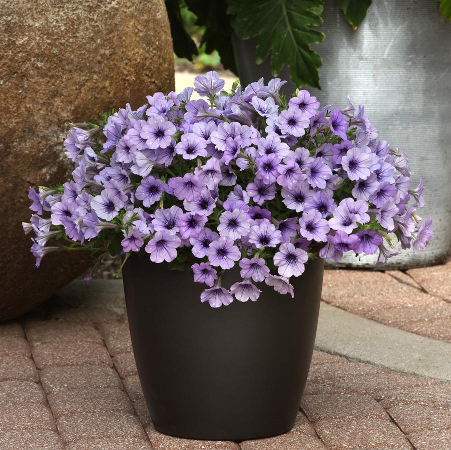 Petunia Headliner™ Crystal Sky
