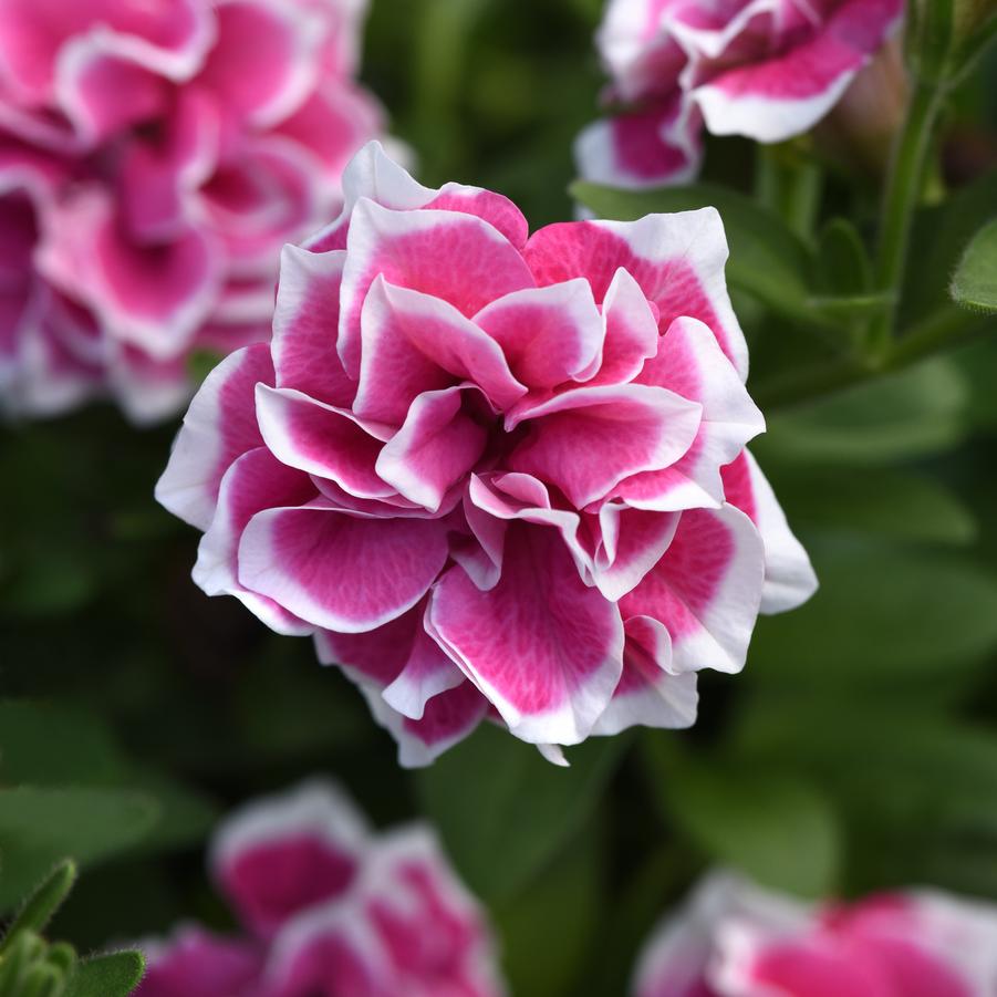 Petunia Jewel Pink Diamond