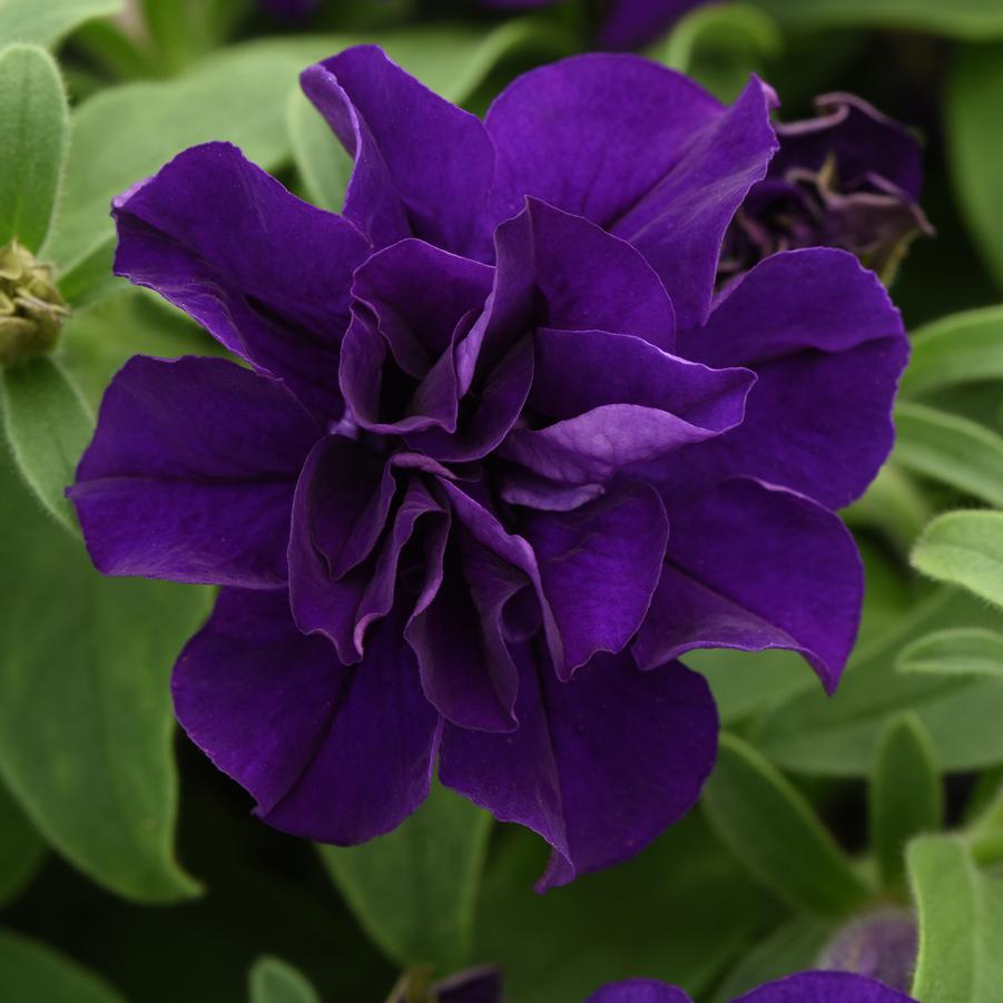 Petunia Vogue Blue