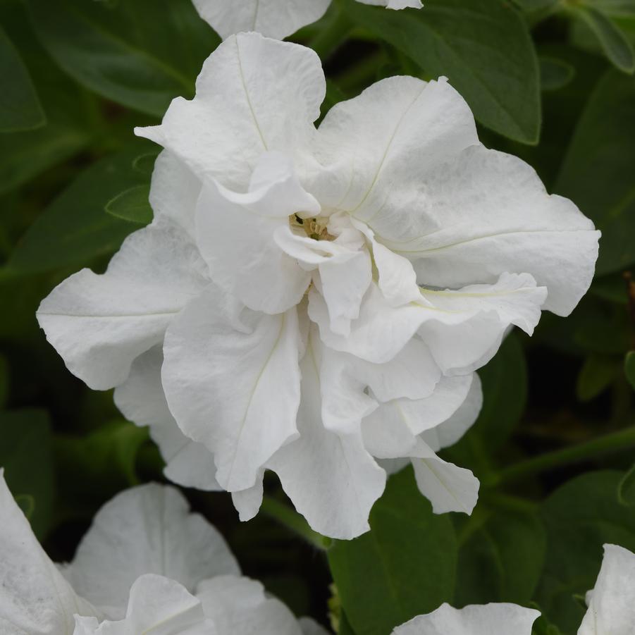 Petunia Vogue White