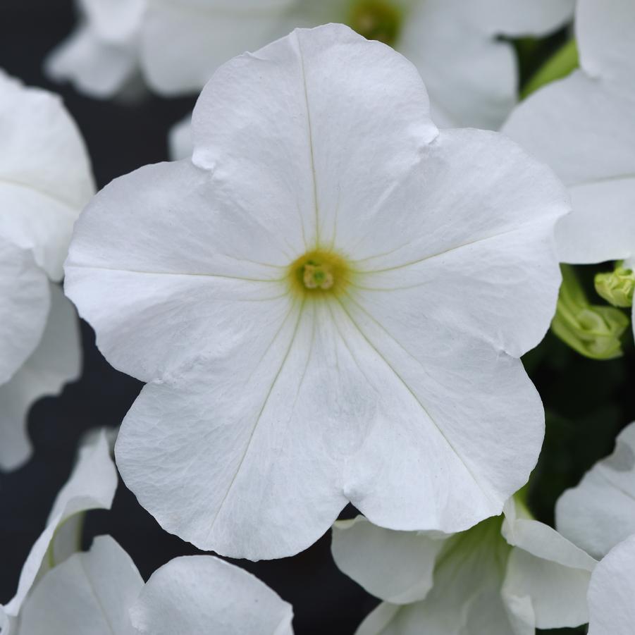 Petunia E3 Easy Wave White