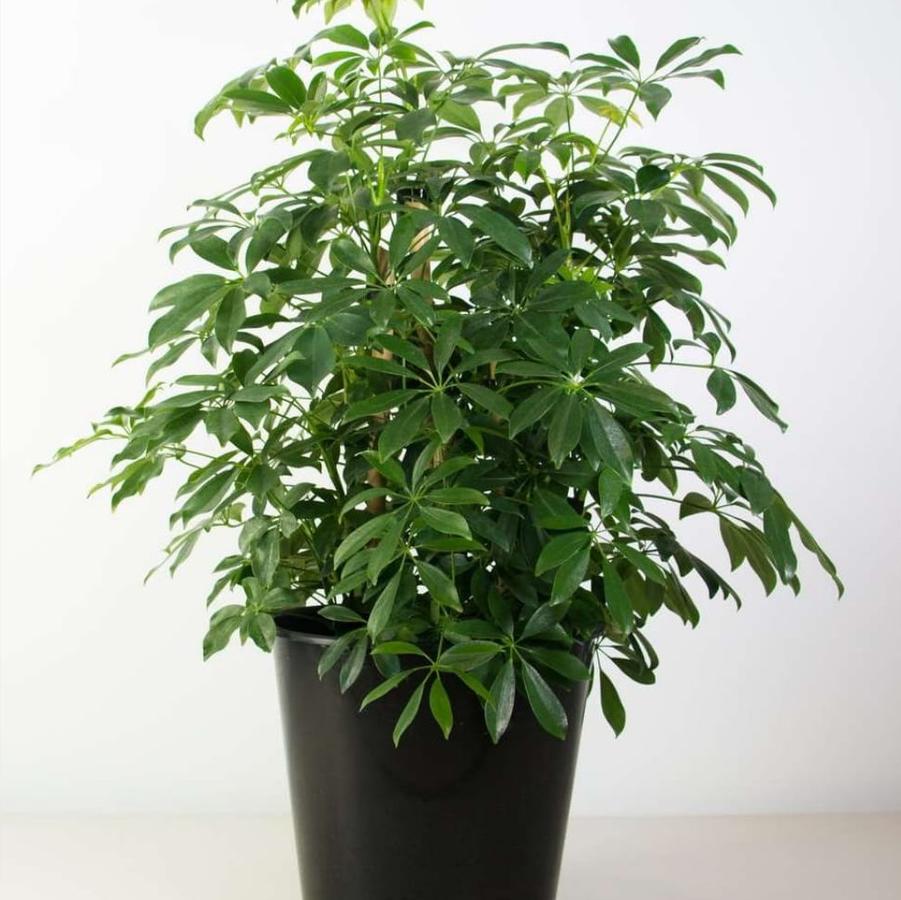 Schefflera arboricola 