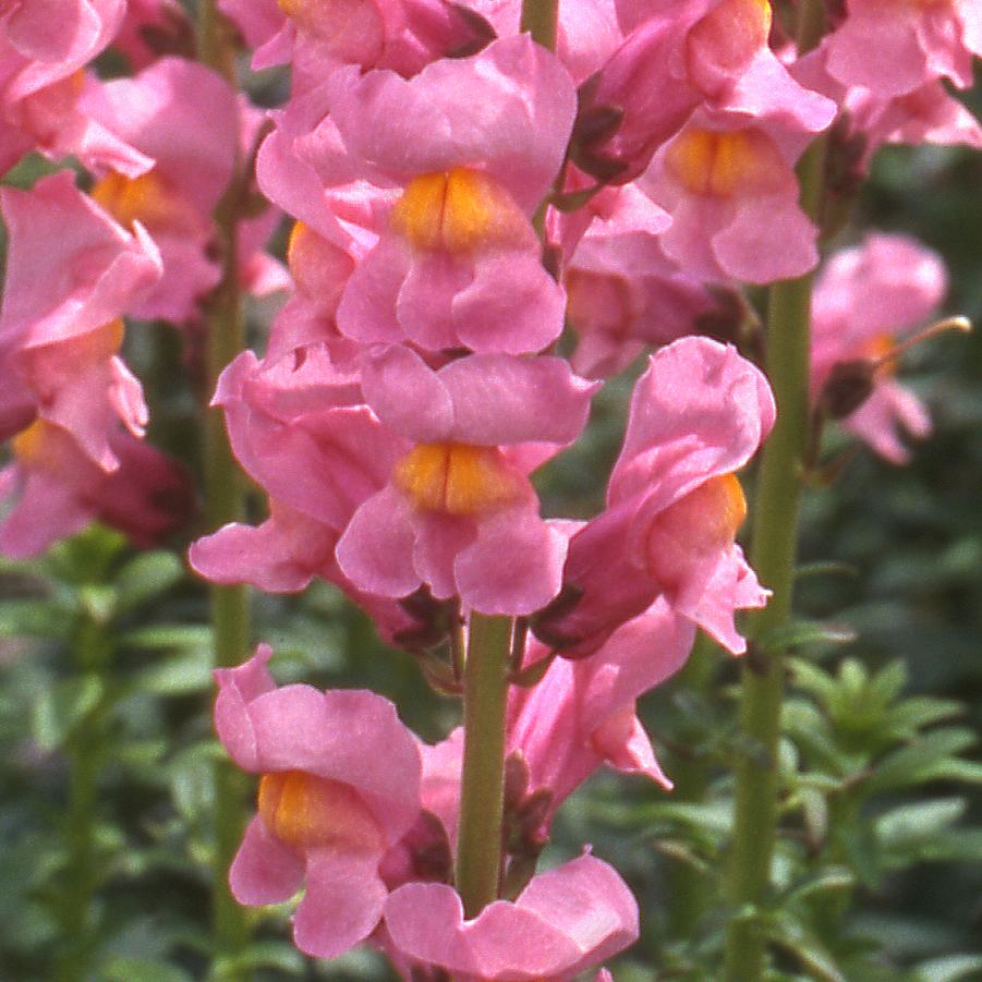 Snapdragon Rocket Rose Shades