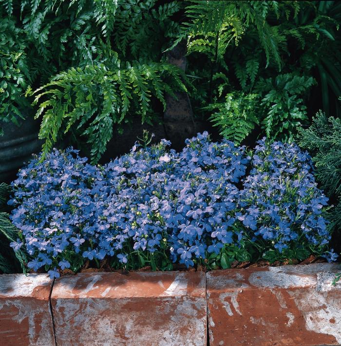 Lobelia Riviera Sky Blue (mounding)